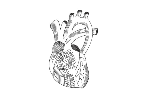 Anatomical Heart Line Art: A Designer’s Review